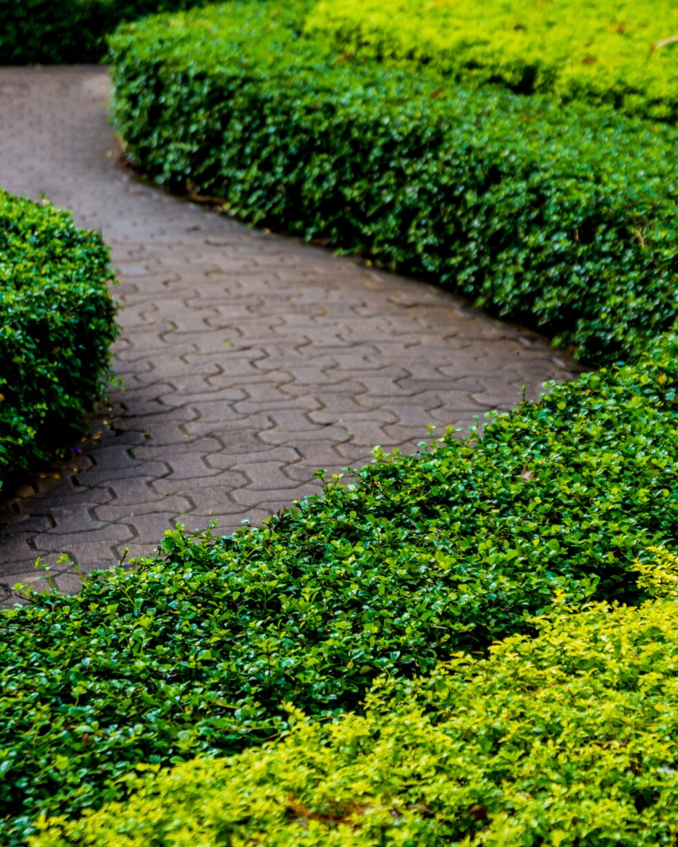 Trimmed hedge line along a pedestrian path for controlled warehouse campus sightlines.