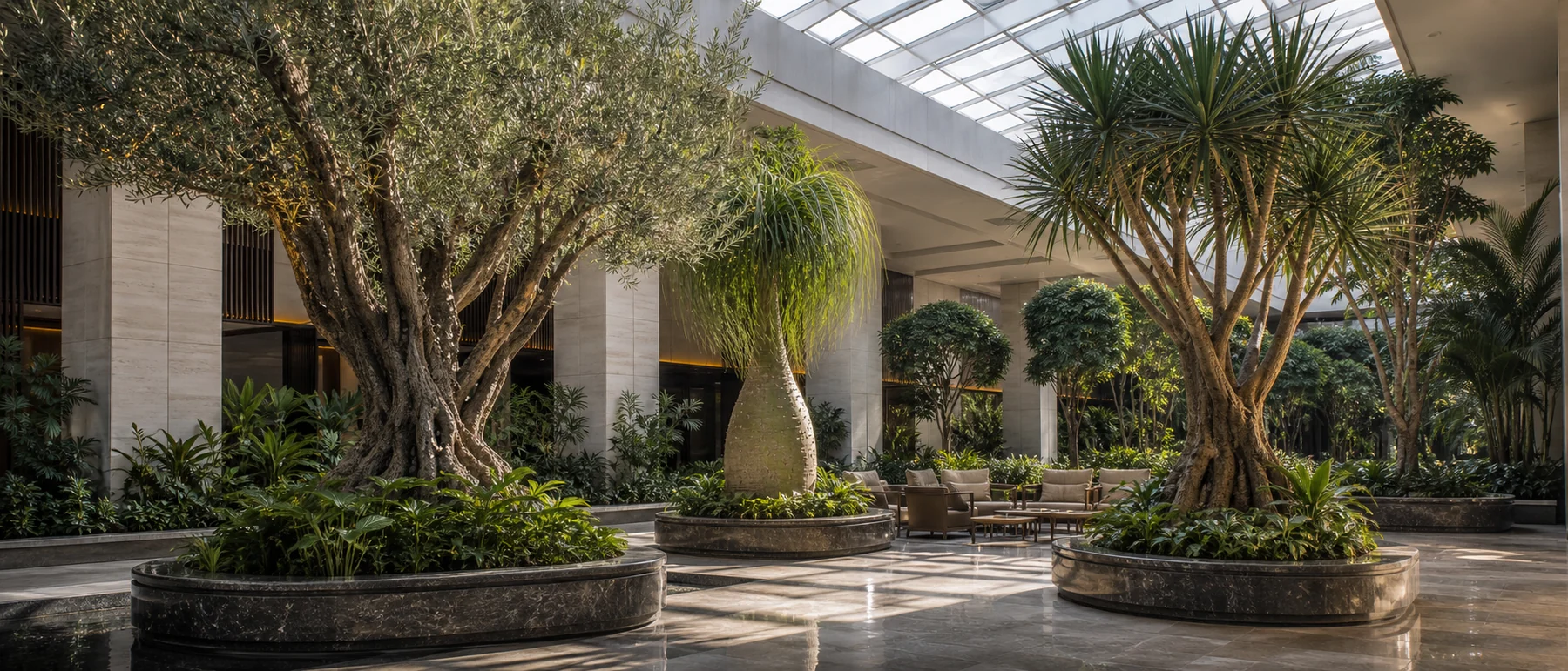 Indoor atrium specimen tree integrated with commercial interior planting, planters, and overhead light.