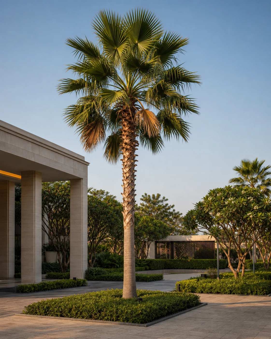 Washingtonia robusta palm specimen for tall vertical accents, avenue rhythm, and commercial landscape skyline structure.
