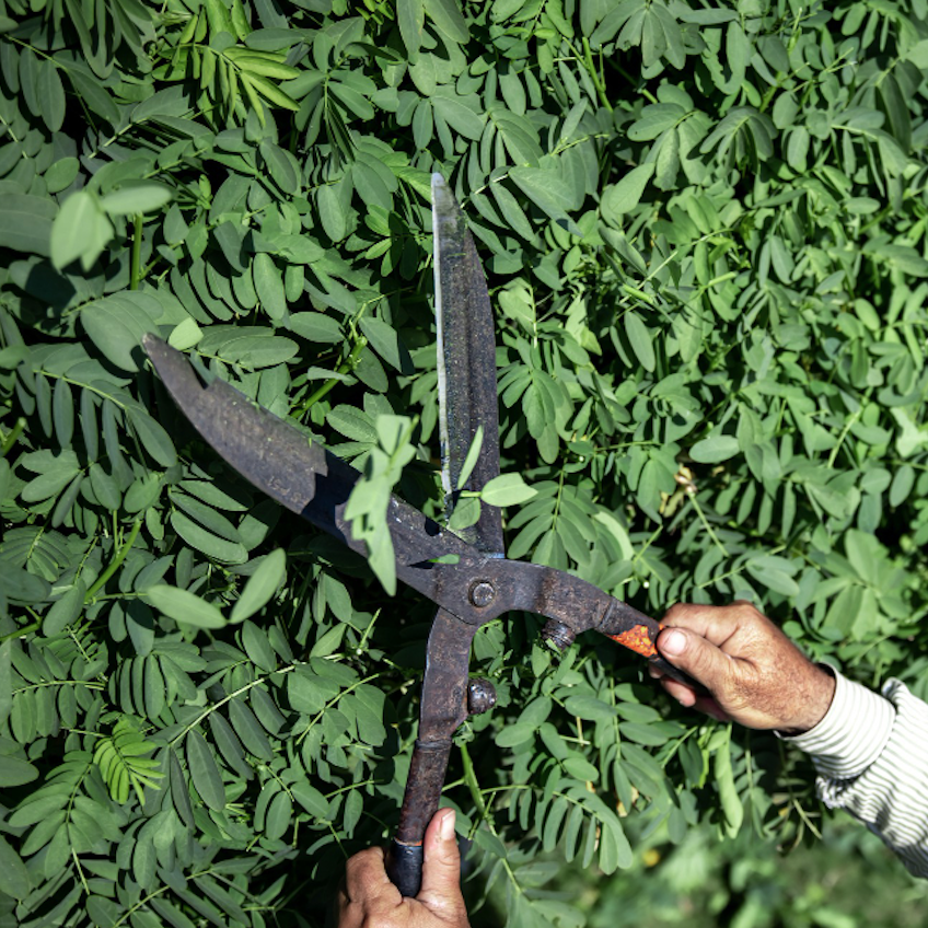 Service capability — Landscape maintenance hedge trim
