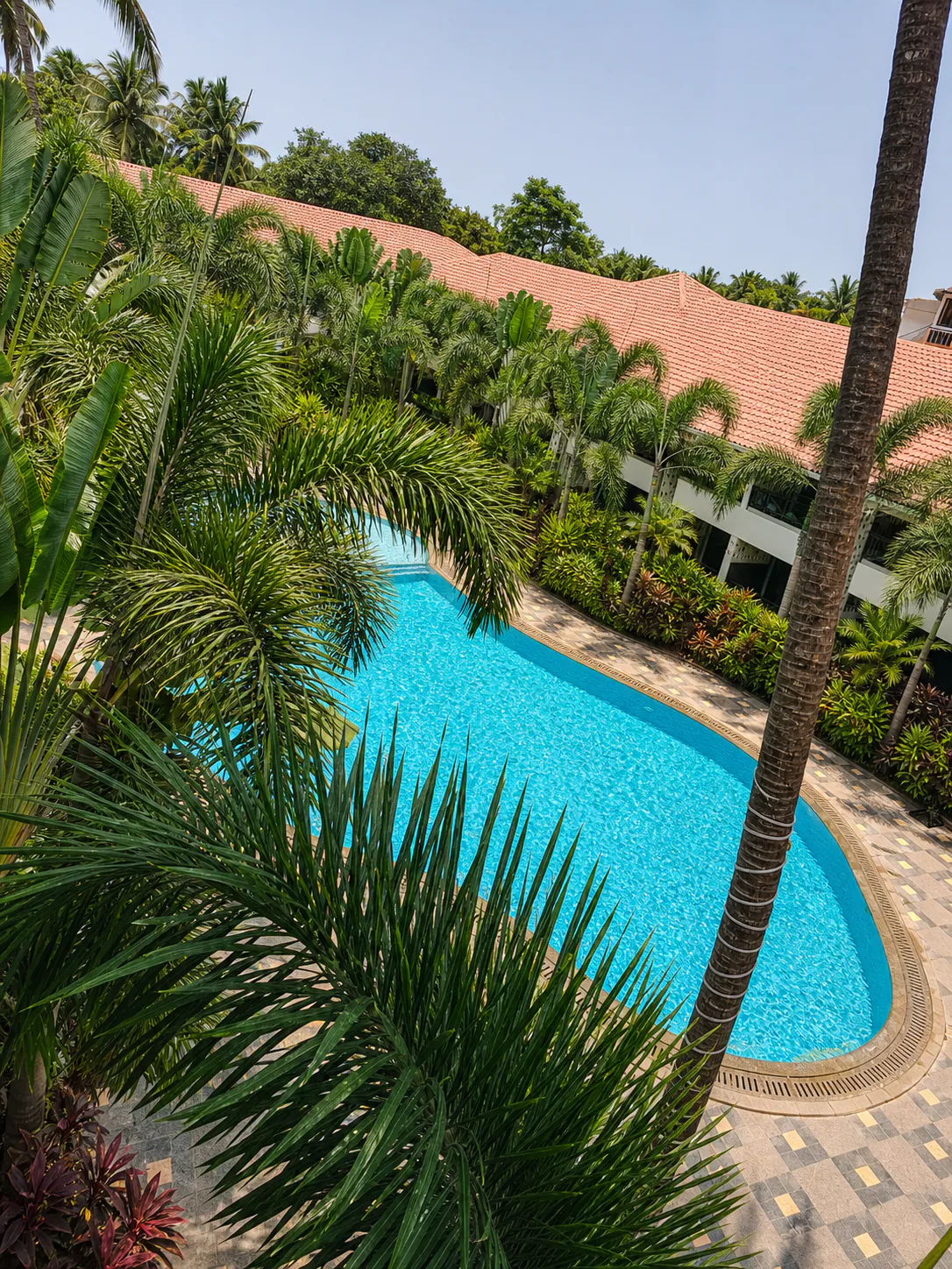 Hyatt Place Goa Candolim elevated curved pool framed by mature palms and red-tiled guest-room roofs
