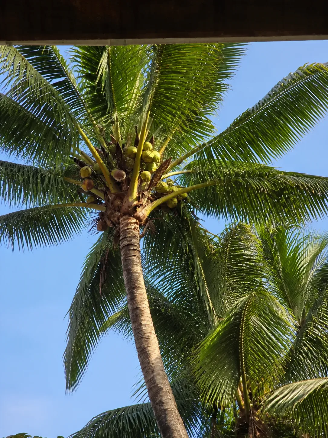Hyatt Place Goa Candolim mature coconut palm canopy and fruit cluster against a clear blue sky
