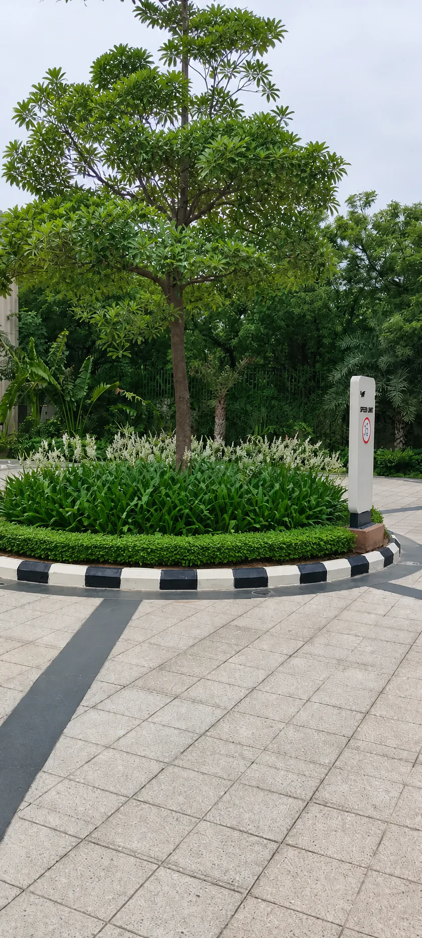 Taj Amer Jaipur circular arrival island with a mature shade tree, concentric clipped planting and white flowers.