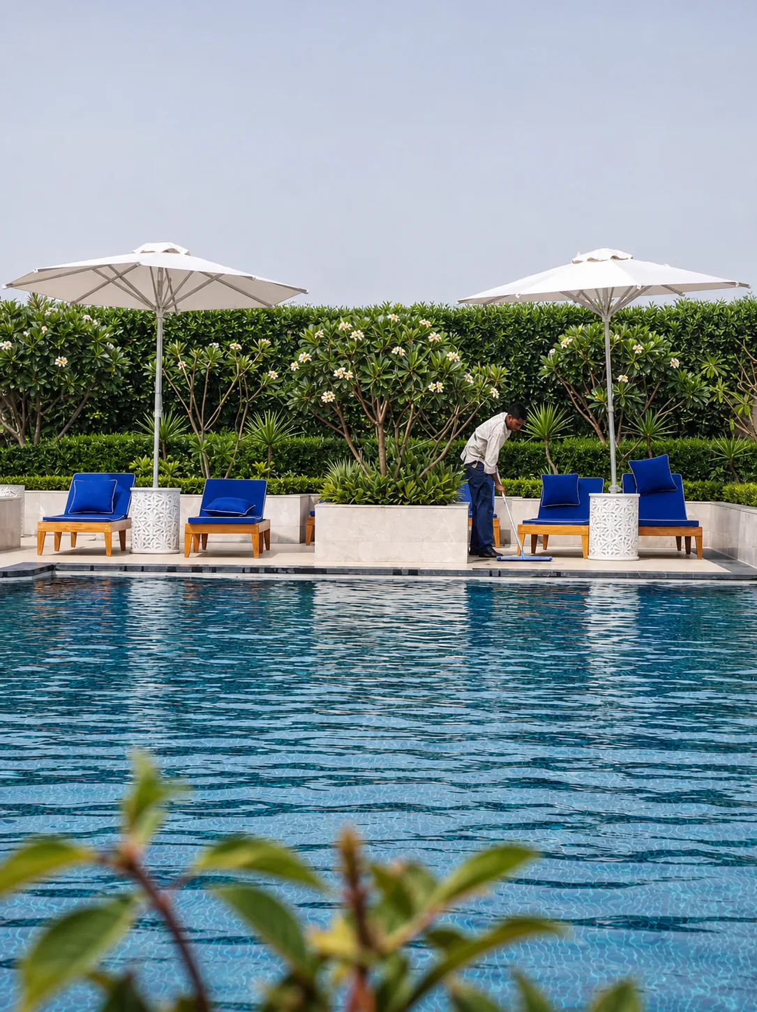 Taj Amer Jaipur poolside loungers and white umbrellas framed by flowering plumeria trees and clear blue water.