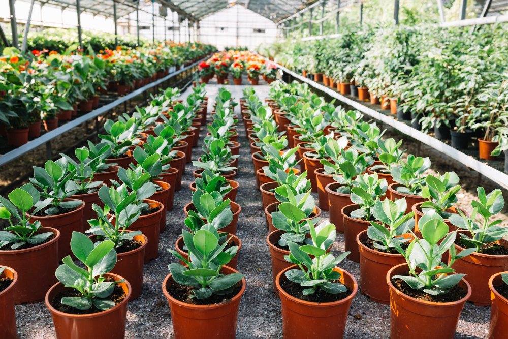 Three Steps for Finding the Right Plants at a Nursery