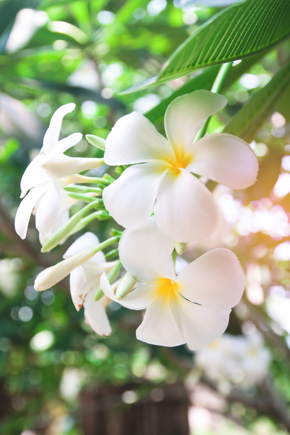 A close-up of the delicate white Plumeria alba flowers with a vibrant natural backdrop, highlighting the attention to detail in Four Leaf Landscape's softscape services.
