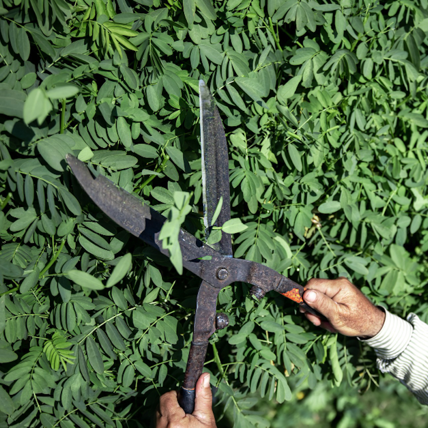  A gardener's hands, entrusted by Four Leaf Landscape, skillfully trimming a lush hedge with a pair of large, well-worn gardening shears, representing dedicated landscape maintenance.