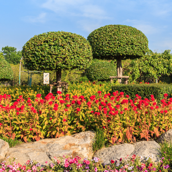 A well-manicured garden showcasing topiary trees with spherical canopies above vibrant red and pink flowers, exemplifying Four Leaf Landscape's horticultural expertise.