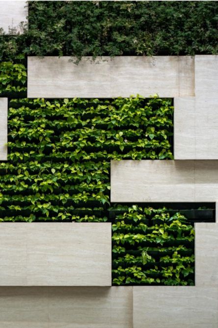 A modern vertical garden displaying vibrant green ivy on a staggered concrete wall, exemplifying Four Leaf Landscape's innovative vertical landscaping services.